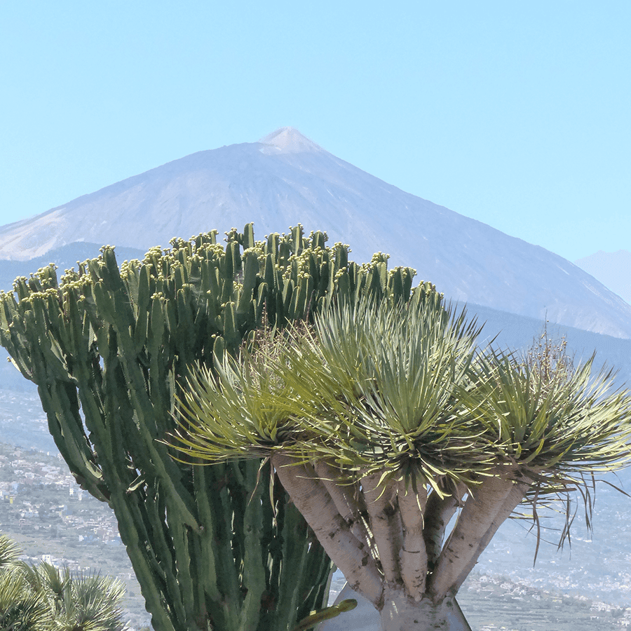 Tenerife Destination: A Sunny Vacation with Your Baby