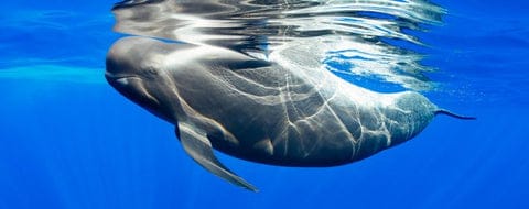 Whale and dolphin watching in Tenerife with babytravelrental.com.