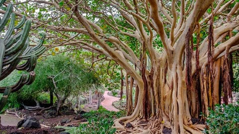 Noleggio passeggino a Gran Canaria